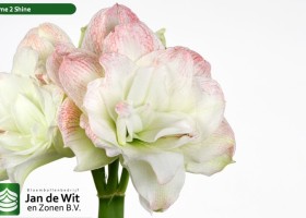 hippeastrum Time 2 Shine (2)